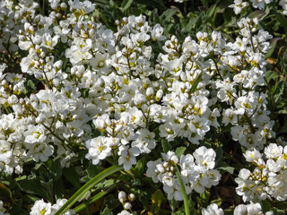 Close-up shot of the garden arabis, mountain rock cress or caucasian rockcress (Arabis caucasica wild) Plena flowering in early spring with white flowers