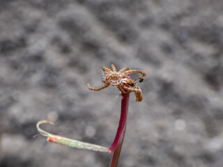 Close-up shot of detailed shed exuviae of the exoskeleton of the small spider with blurred background