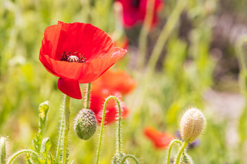 Obraz premium 赤いポピー畑 背景 壁紙