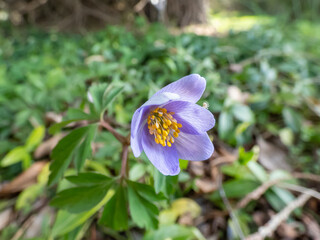 Single spring wood anemone - Anemone nemorosa Allenii - large wonderful lavender-blue or silvery blue flower with seven petals (named after James Allen) with green background