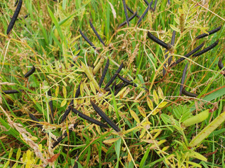 Black pods of vicia grow in a clearing.