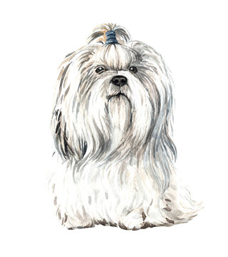 Watercolor Shih Tzu of a dog drawing. Shih Tzu sitting layer path, clipping path POD, Shih Tzu clipping path isolated on white background.