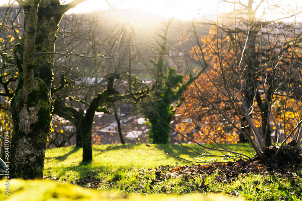 Wall mural tree trunk covered with green moss on blur background leafless tree and green grass in the park on t