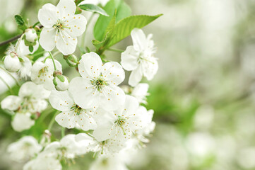 Fototapeta premium Blooming apple tree in spring. copy space