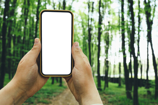 Phone with an isolated screen in a hand on a background of a forest, a place for your text