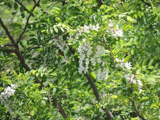 Fototapeta na wymiar Acacia flower