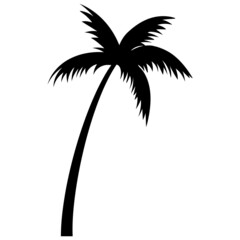 palm trees silhouettes