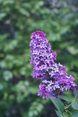 Beautiful fresh purple lilac flowers in full bloom in the garden against green leaves natural background, close up, selective focus. Blooming syringa vulgaris, floral spring backdrop.