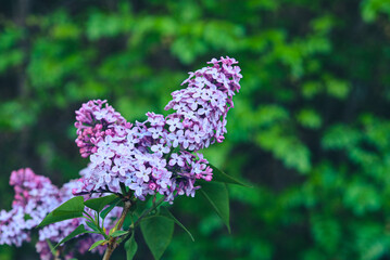 Beautiful fresh purple lilac flowers in full bloom in the garden against green natural background, close up, selective focus. Blooming syringa vulgaris, floral spring backdrop.