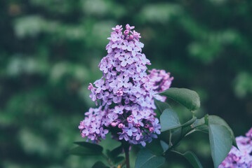 Beautiful fresh purple lilac flowers in full bloom in the garden, close up, selective focus....