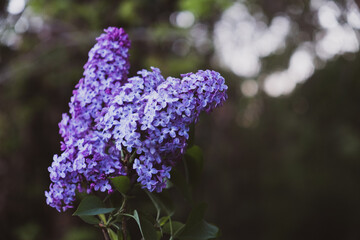 Beautiful fresh purple lilac flowers in full bloom in the garden, close up, selective focus. Blooming syringa vulgaris, floral spring background.