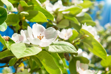 Blossom quince tree with white flowers and green leaves