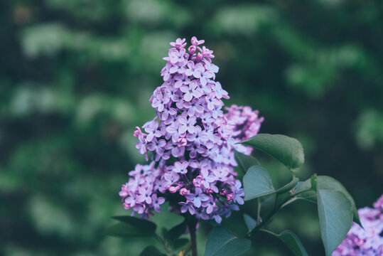 Beautiful fresh purple lilac flowers in full bloom in the garden, close up, selective focus. Blooming syringa vulgaris, floral spring background.