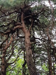 Fototapeta na wymiar old pine tree that looks dignified