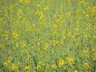 Yellow rape flowers like a pretty pattern
