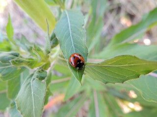 ladybug on a leaf