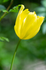 Naklejka premium Natur - Blüten