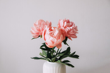 Beautiful bunch of fresh Coral Charm peonies in full bloom in vase against white background. Minimalist floral still life with blooming flowers.
