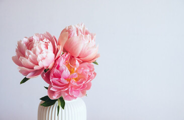 Beautiful bunch of fresh Coral Charm peonies in full bloom in vase against white background, close up. Copy space. Minimalist floral still life with blooming flowers.
