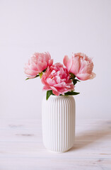 Beautiful bunch of fresh Coral Charm peonies in full bloom in vase against white background. Minimalist floral still life with blooming flowers.