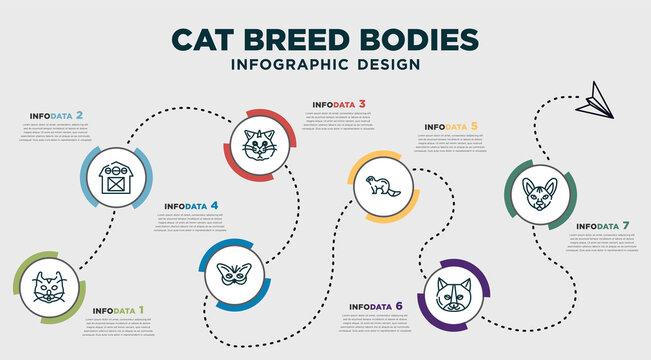 Infographic Template Design With Cat Breed Bodies Icons. Timeline Concept With 7 Options Or Steps. Included American Curl Cat, Barn, Selkirk Rex Cat, Buttterfly, Ferret, Munchkin Sphynx Can Be Used