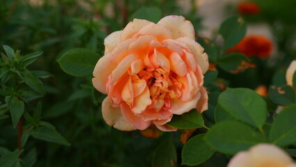 Blooming orange English rose in the garden on a sunny day