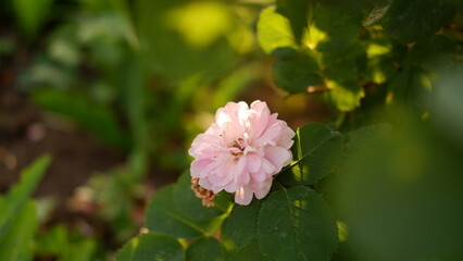 Blooming pink roses in the garden. Rosehipr oses on the Bush. Growing roses in the garden