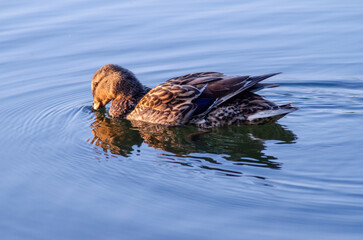 Duck