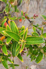 Green leaves. Low key modern style toned background image