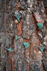 Beautiful pine tree trunck