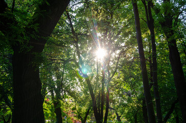 Fototapeta na wymiar Sun through trees