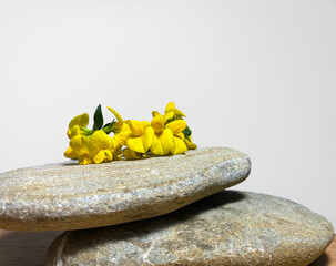 On flat, yellow-gray stones, beautiful yellow flowers lie. Back gray background.