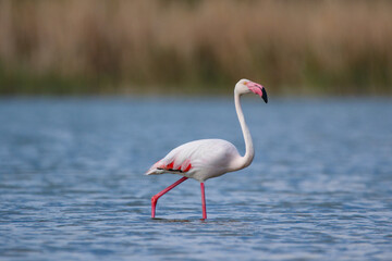 Naklejka premium Greater Flamingo