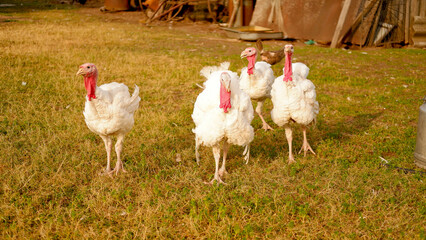 White turkeys graze on grass on the farm in summer