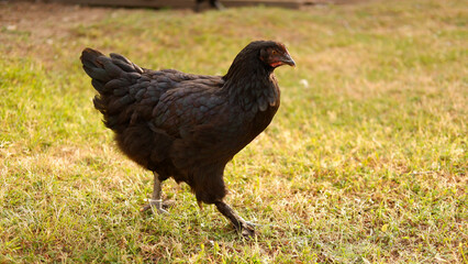 Chicken grazes on a farm in the village