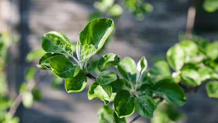 Green apple tree branch with fresh leaves background. Ecological cottagecore lifestyle wallpaper.
