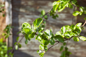 Green apple tree branch with fresh leaves background. Ecological cottagecore lifestyle wallpaper.