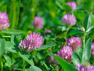 Blühender Rotklee, Trifolium pratense, Nahaufnahme