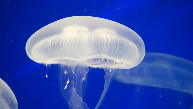 Close up shot of slowly moving transparent Jellyfish with long tentacles in blue colored ocean