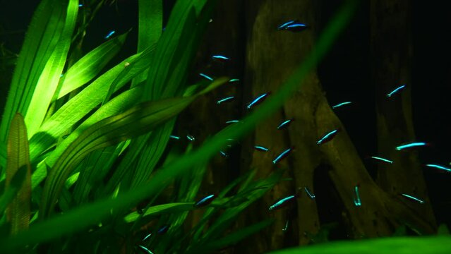 Bright blue lighting Neon Tetra Fish Group between green water plants in Aquarium - close up prores 422