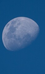jellyfish in the night