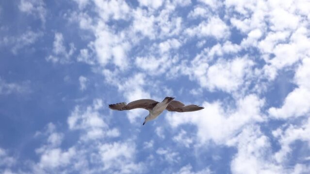 Seagul in flight on beach
