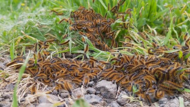 Ocnogyna loewii catterpillers pack moving and crowling,low grass close-up