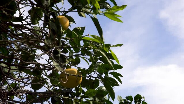 lemon tree close-up brench on a cloudy sky, two fruits behind the leaves