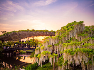 220505_あしかがフラワーパーク