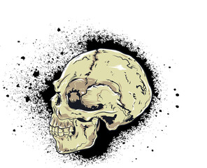Human Skull Vector  Illustration.