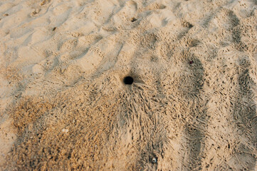 Fluffy crabs hole on white sand beach, Crabs holes on beach sand, Home of a Ghost crab