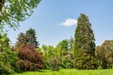 Obraz premium a spring landscape with trees