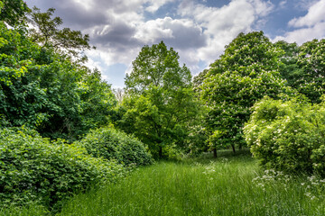 a spring landscape with trees in hdr optics