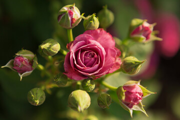 rose flower, surrounded by many unopened buds, macro photography